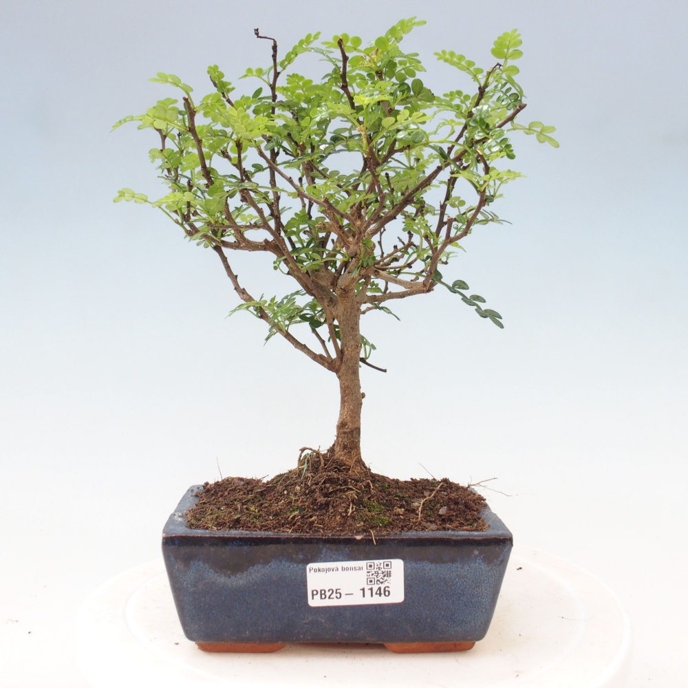 Indoor-Bonsai - Zantoxylum piperitum - Pfefferminze
