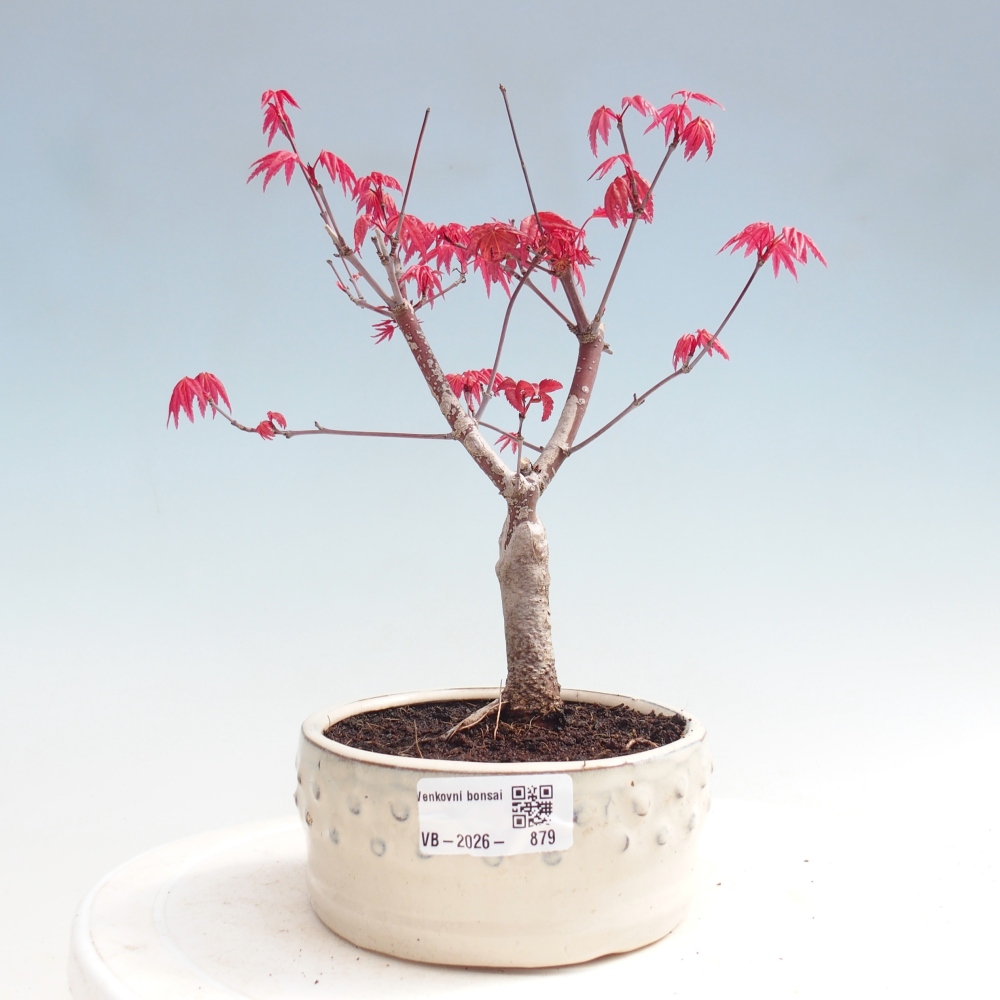 Bonsai für draußen - Acer palmatum DESHOJO