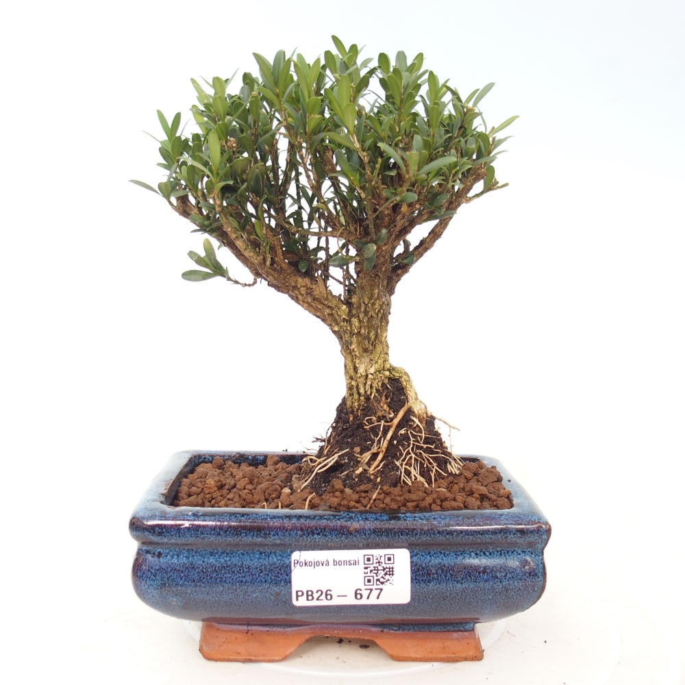 Zimmer Bonsai - Buxus harlandii - Korkbuxus