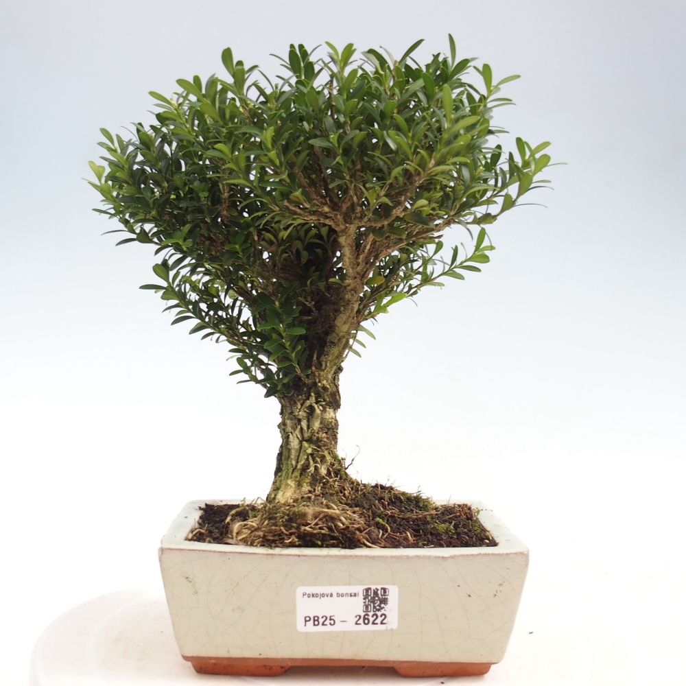 Zimmer Bonsai - Buxus harlandii - Kork Buchsbaum