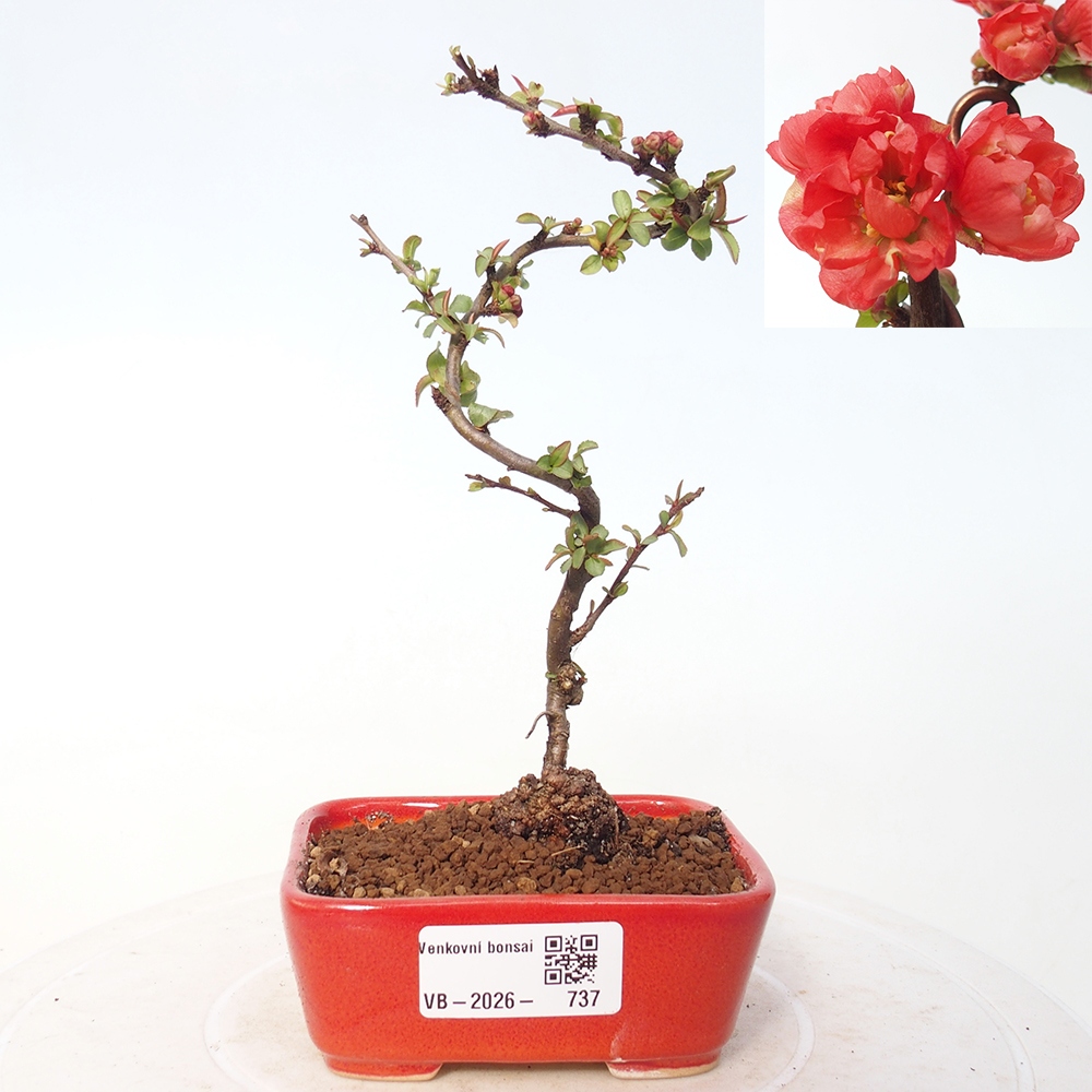 Bonsai für draußen - Chaneomeles s. Red Joy - Quitte