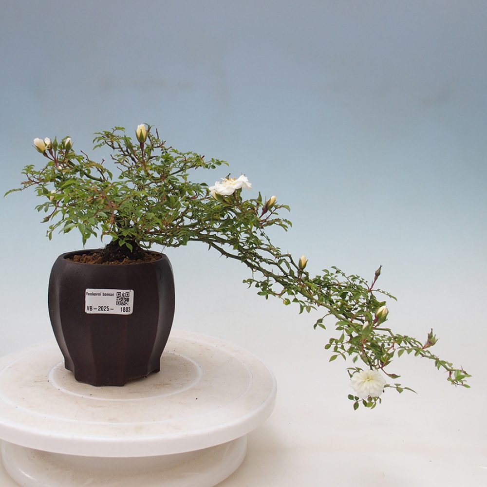 Freilandbonsai - Rosa Sea Foam -  Rose