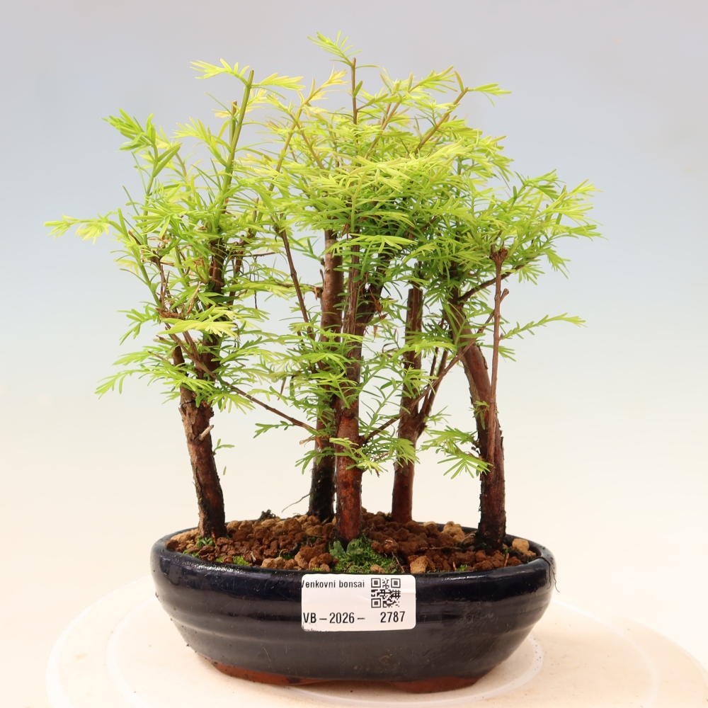 Bonsai für den Außenbereich – Metasequoia glyptostroboides – Chinesische Metasequoia – Wäldchen
