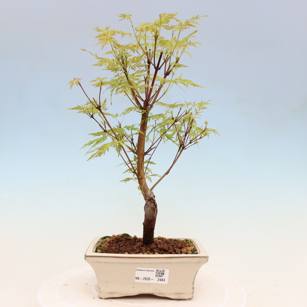Bonsai im Freien - Acer palmatum Dissectum - japanischer Ahorn 