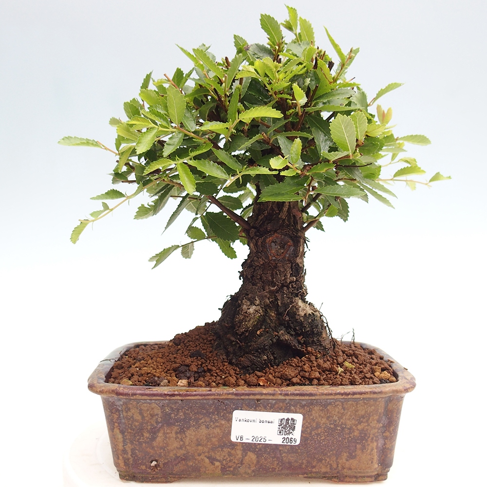 Bonsai im Freien - Zelkova - Zelkova NIRE