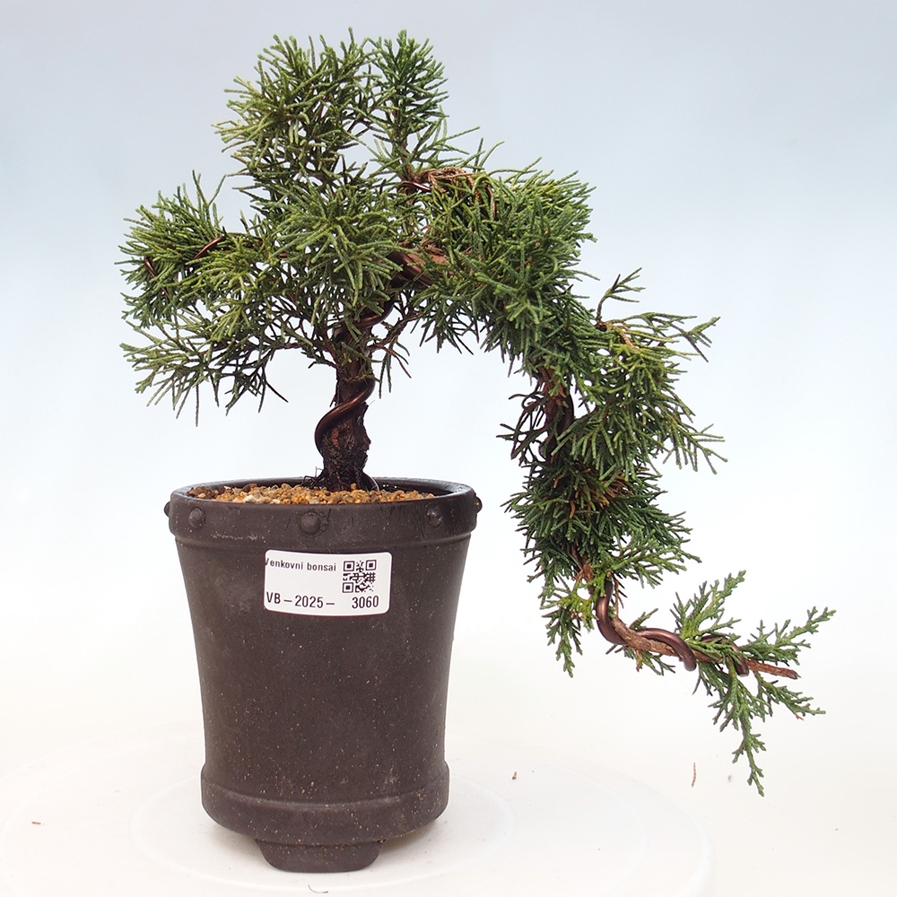 Bonsai im Freien - Juniperus chinensis Kishu - Chinesischer Wacholder
