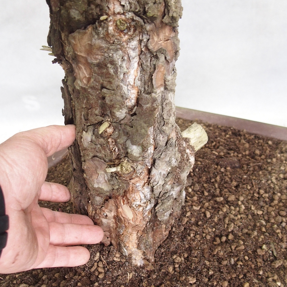Yamadori - Pinus sylvestris 