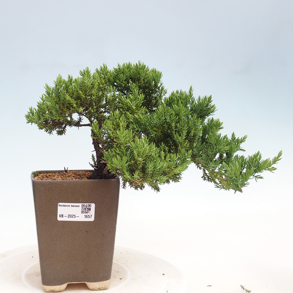 Bonsai im Freien - Juniperus procumbens - Niedergeworfener Wacholder