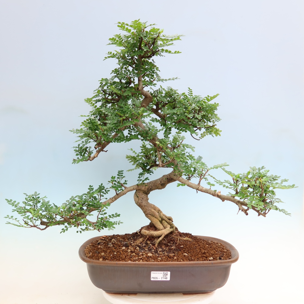 Zimmer Bonsai - Zantoxylum piperitum - Pfefferbaum