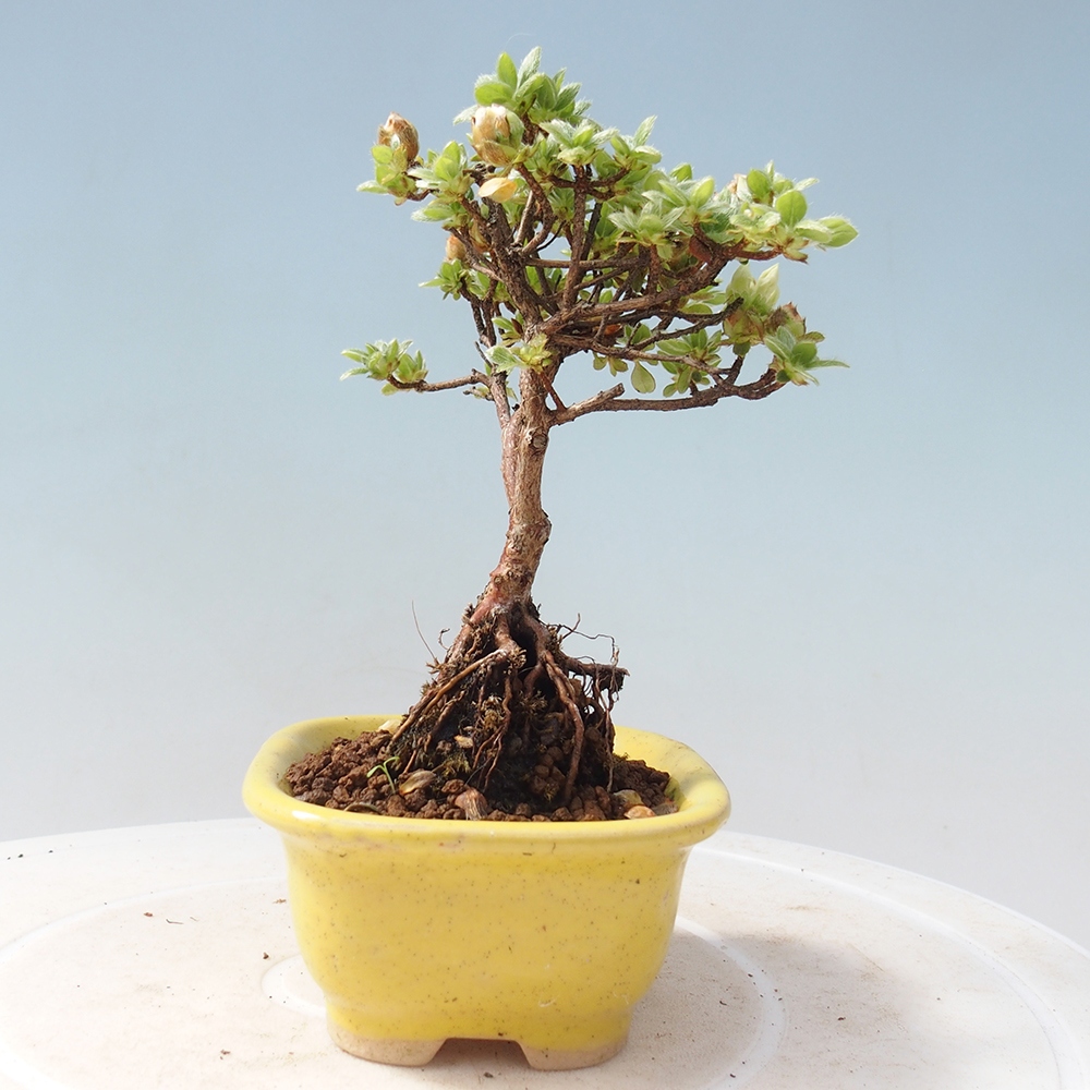 Outdoor-Bonsai - Rododendron indicum - Japanische Azalee