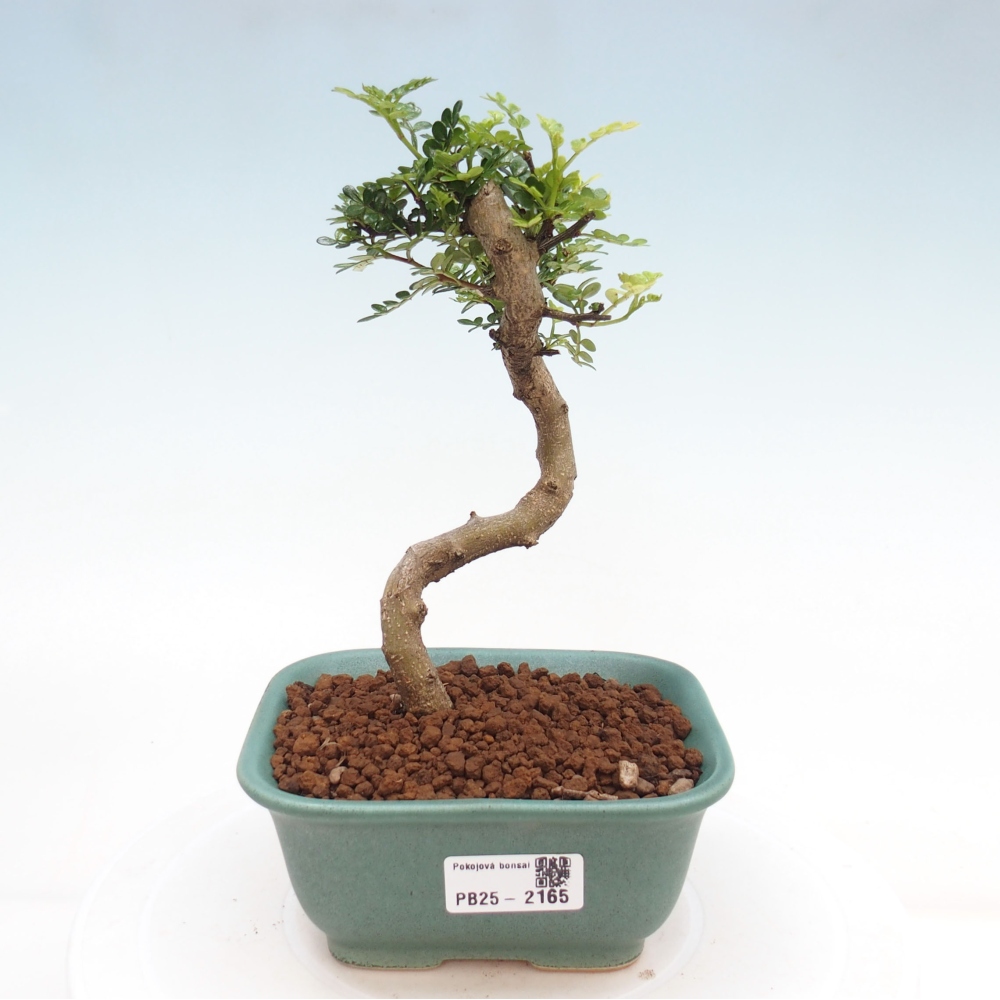 Indoor Bonsai -Ligustrum chinensis - Vogelschnabel