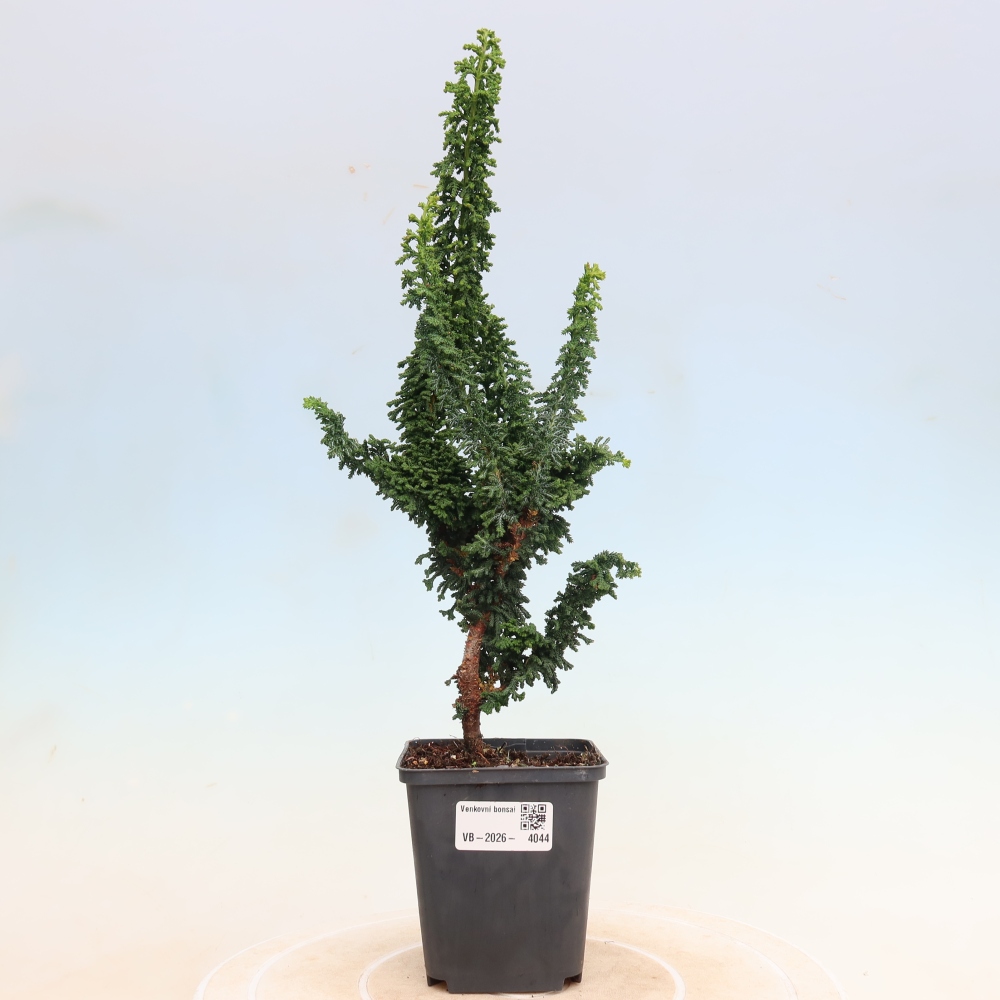 Bonsai für draußen - Cham. obtusa SEKKA HINOKI - Zypresse