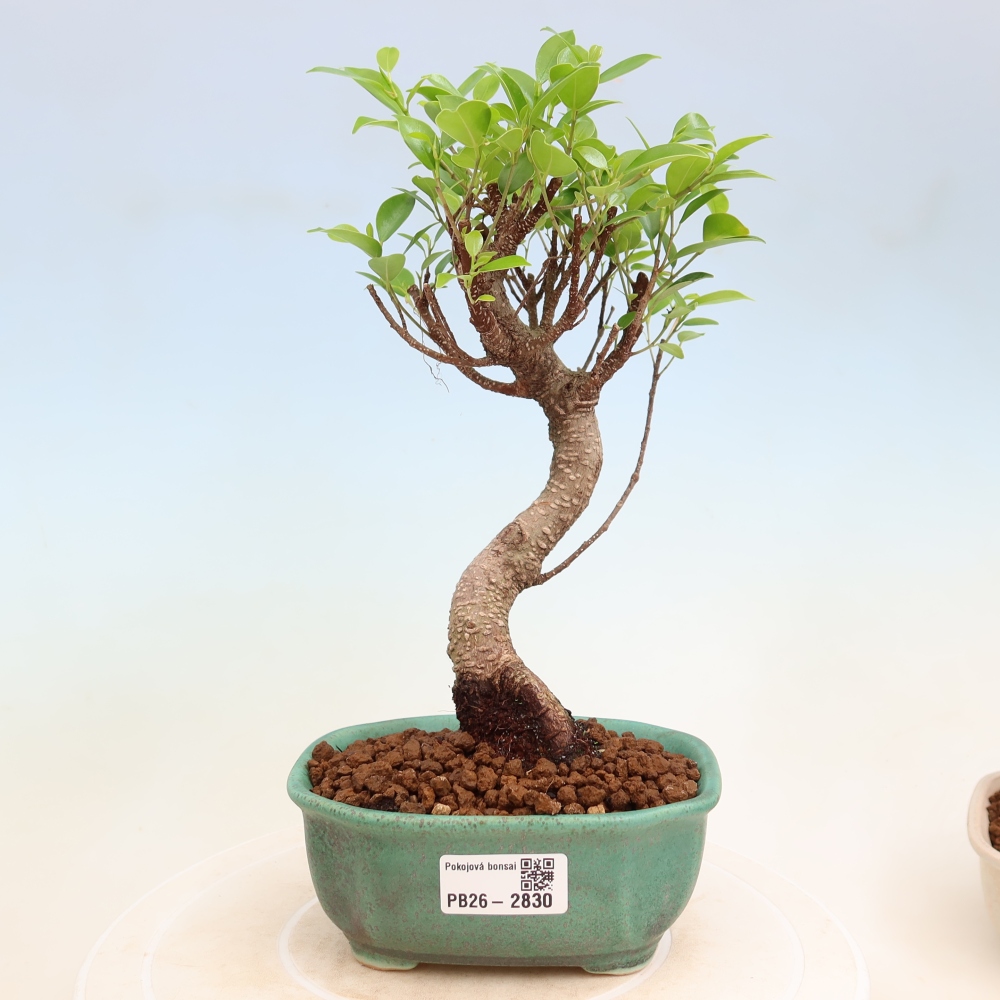 Zimmerbonsai - Ficus kimmen - Kleinblättriger Ficus