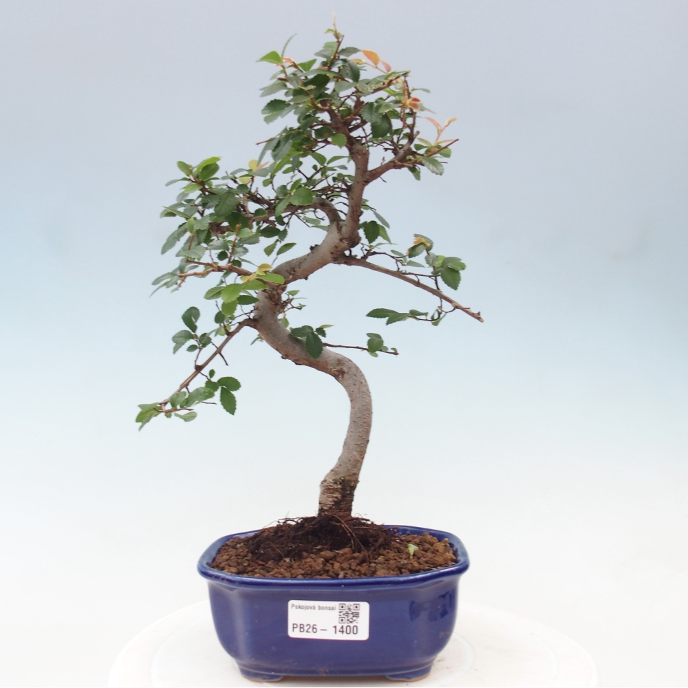 Zimmerbonsai - Ulmus parvifolia - Kleinblättrige Ulme