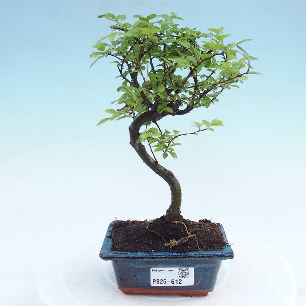 Zimmerbonsai - Ulmus parvifolia - Kleinblättrige Ulme