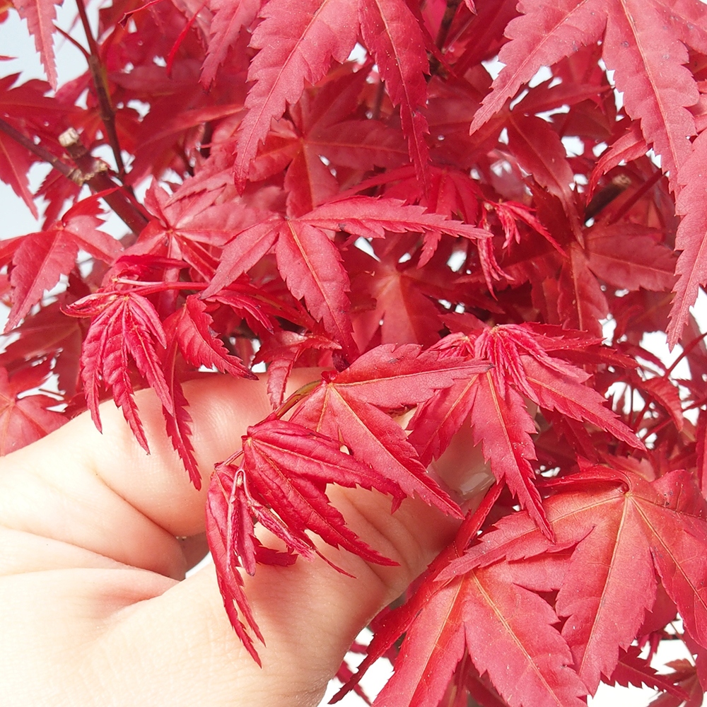Outdoor bonsai - dlanitolistý klon - Acer palmatum DESHOJO
