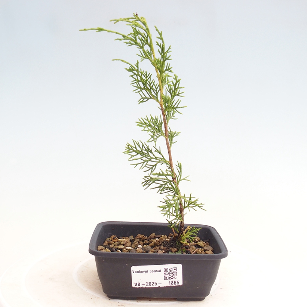 Outdoor bonsai - Juniperus chinensis Itoigawa - Chinese juniper