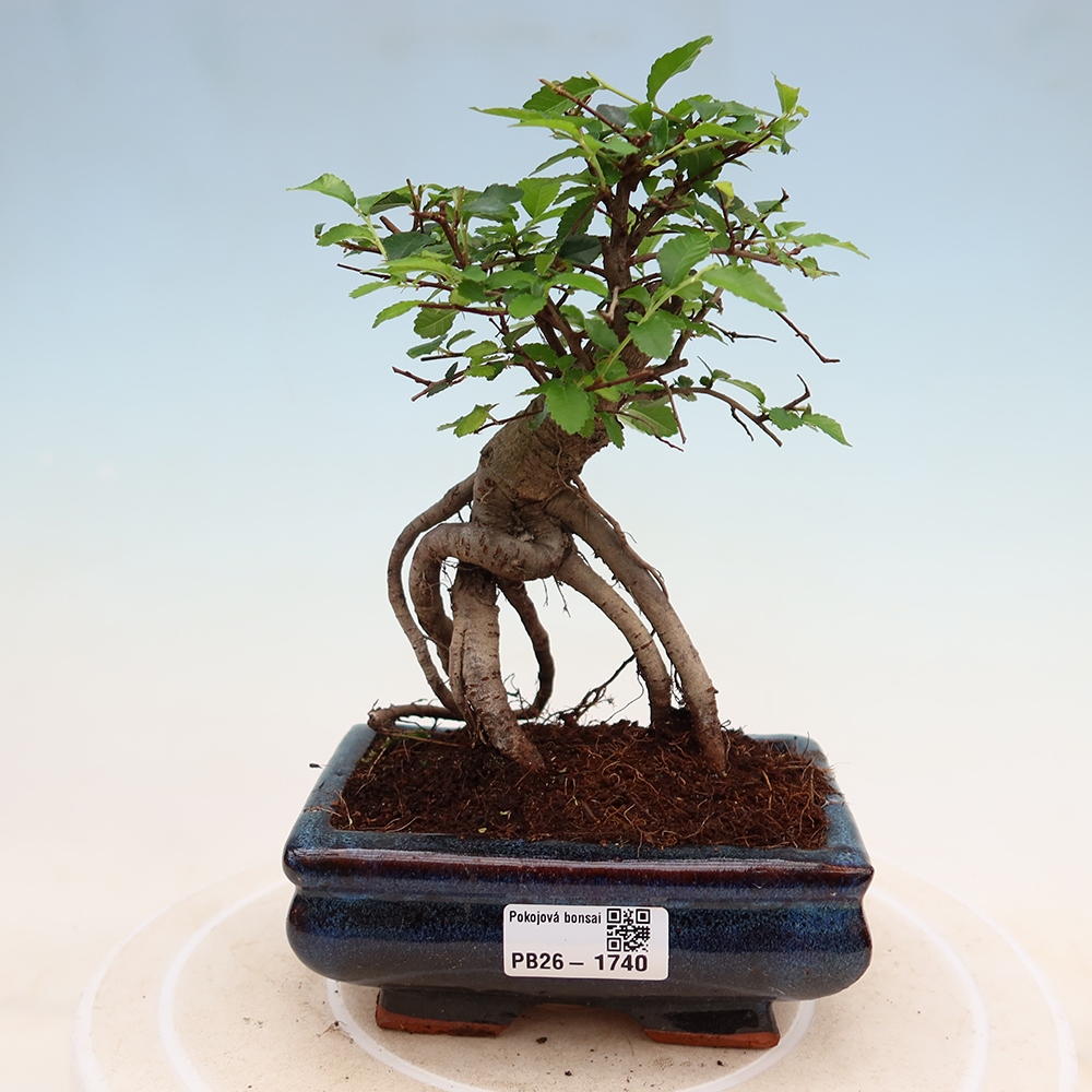 Zimmerbonsai - Ulmus parvifolia - Kleinblättrige Ulme