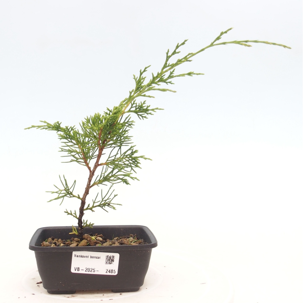 Outdoor bonsai - Juniperus chinensis Itoigawa - Chinese juniper
