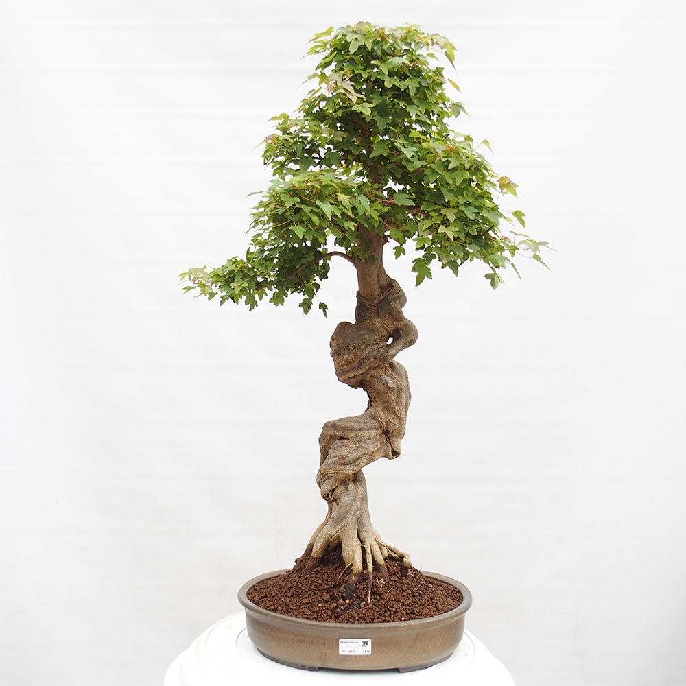 Bonsai im Freien - Ahorn Buergerianum - Burger Maple