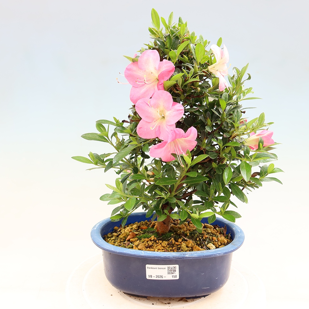 Bonsai für draußen - Japanische Azalee - Azalee Santoka