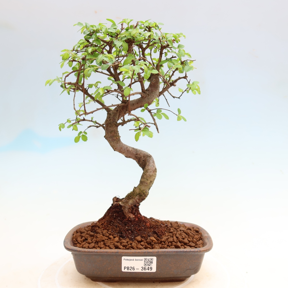 Zimmerbonsai - Ulmus parvifolia - Kleinblättrige Ulme