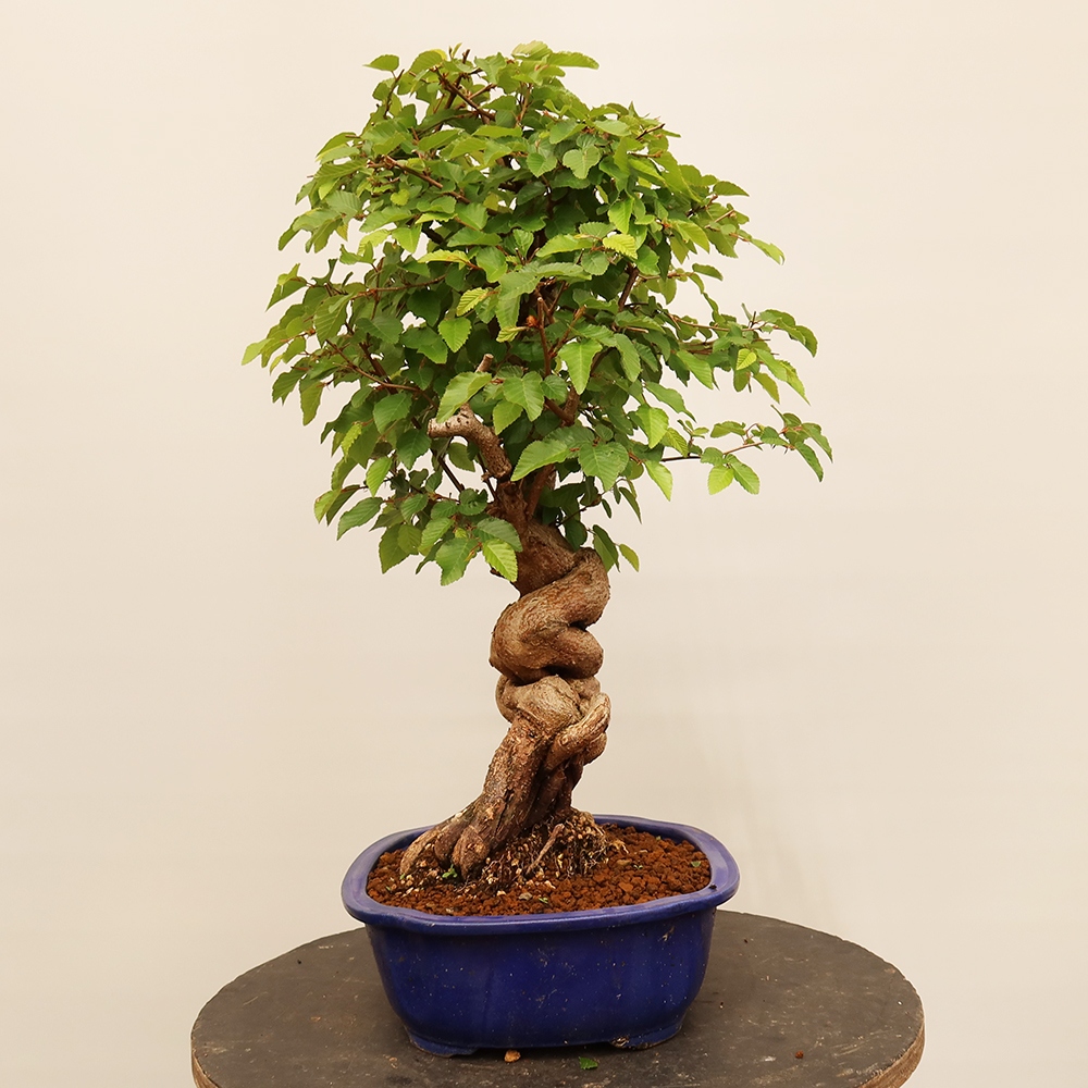 Bonsai im Freien - Carpinus Coreana - Koreanische Hainbuche