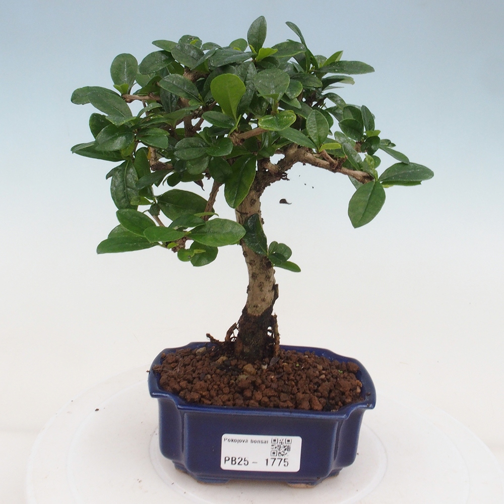 Zimmerbonsai - Carmona Macrophylla - Fuki-Tee