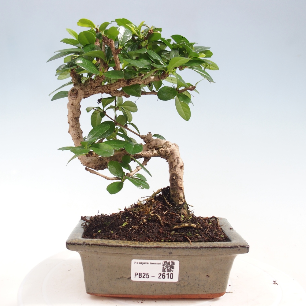 Zimmerbonsai - Carmona Macrophylla - Fuki-Tee
