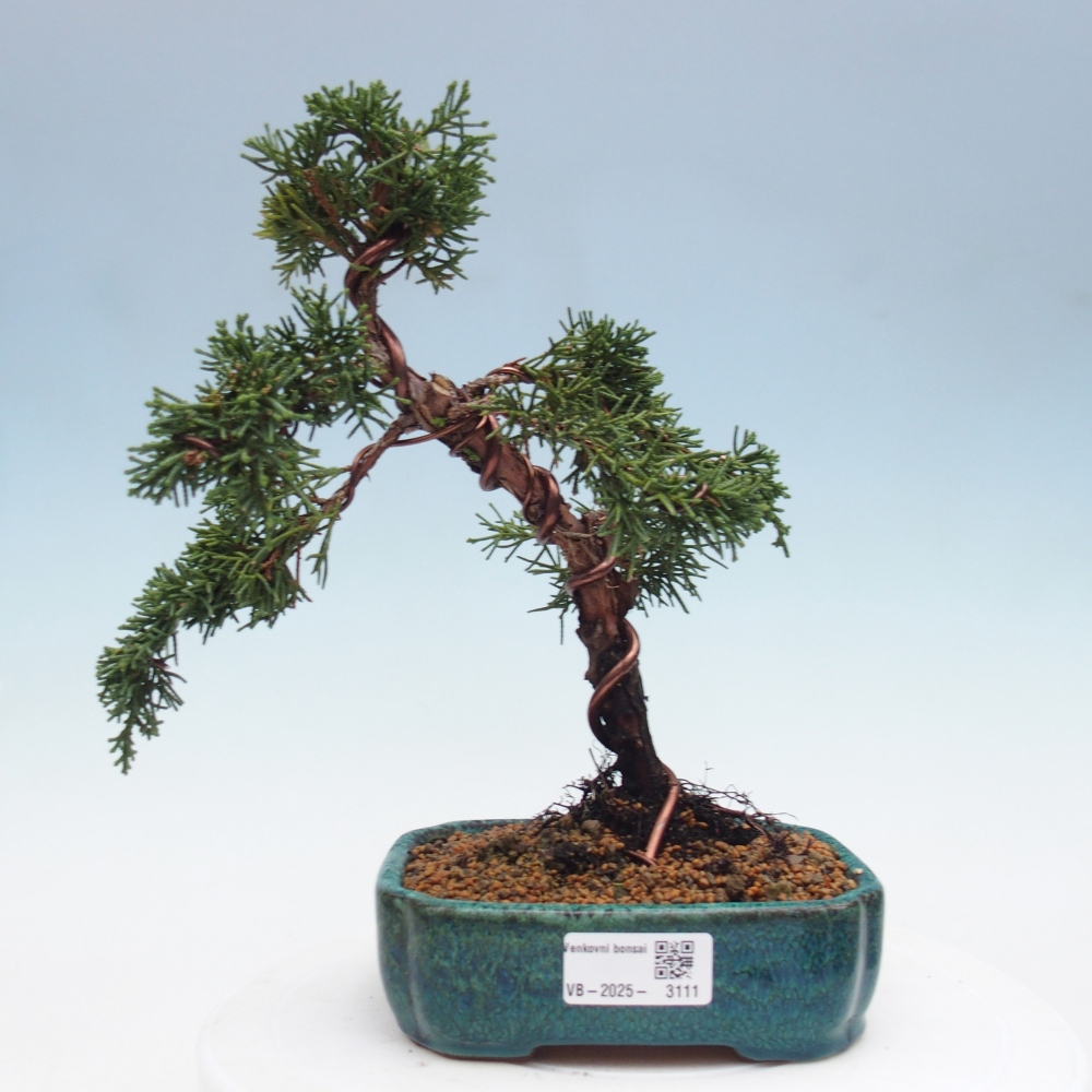 Bonsai im Freien - Juniperus chinensis Kishu - Chinesischer Wacholder