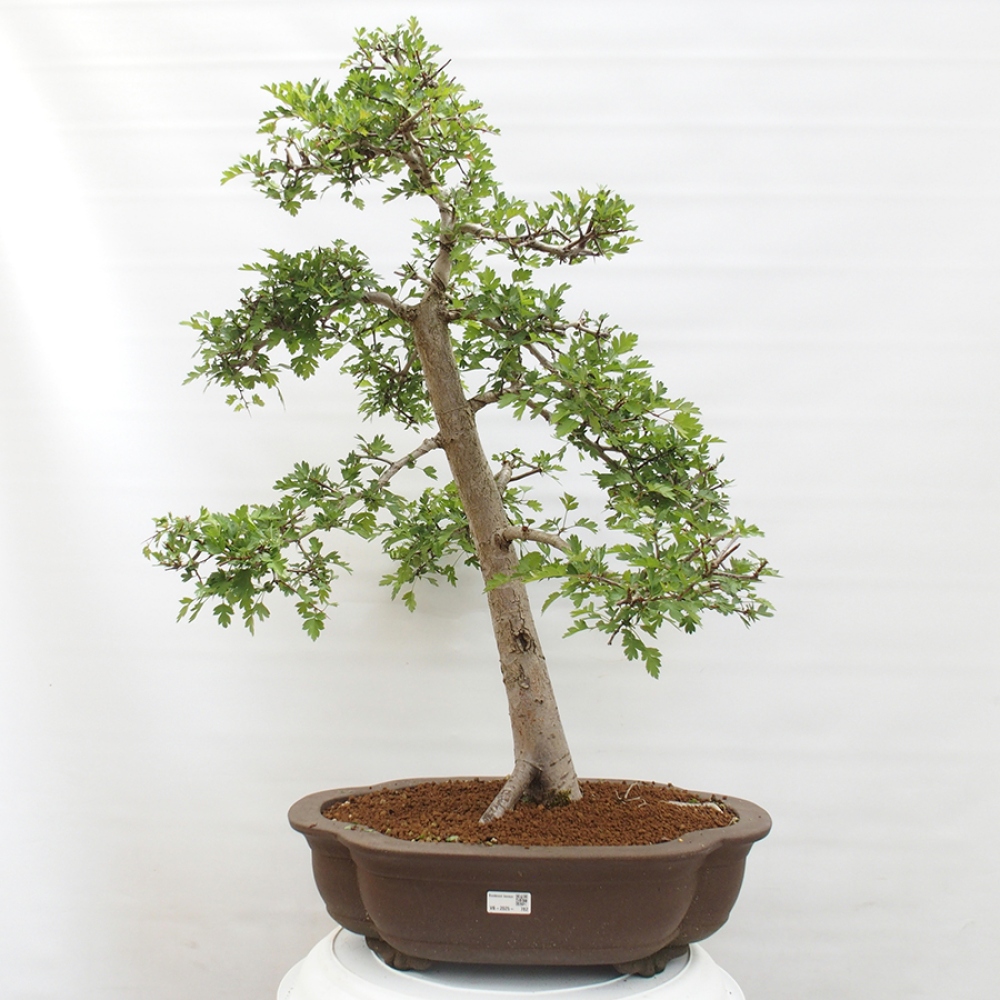 Bonsai im Freien - Weißdorn - Crataegus monogyna