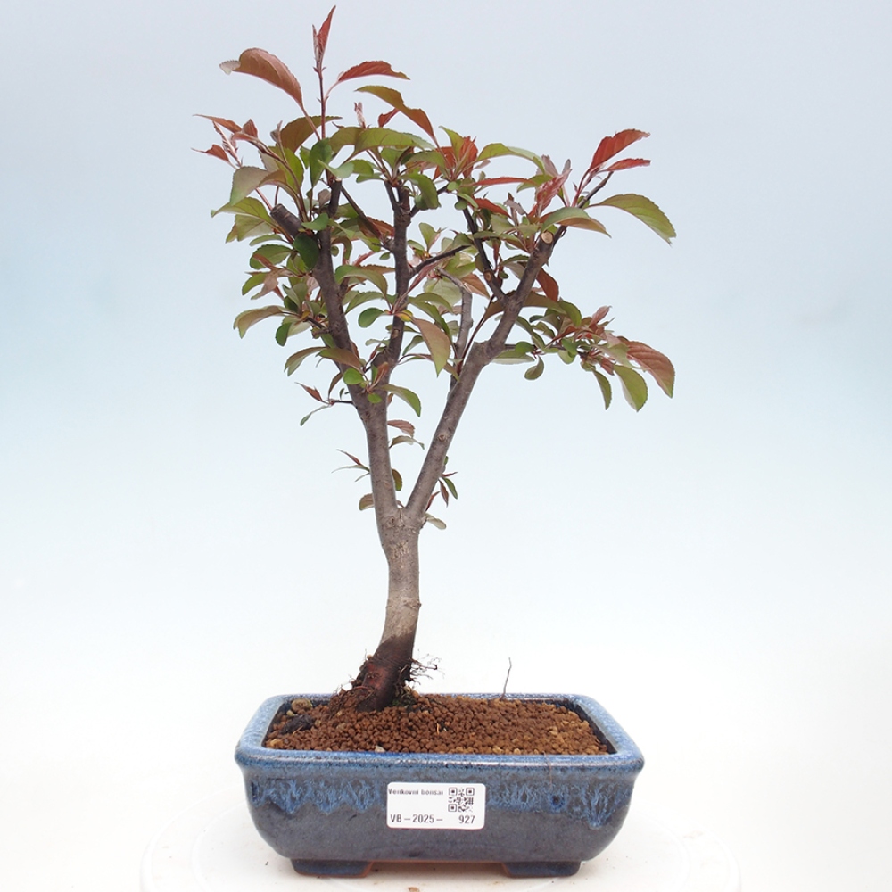 Freilandbonsai - Malus Domestica - Kleinfruchtiger rotblättriger Apfelbaum