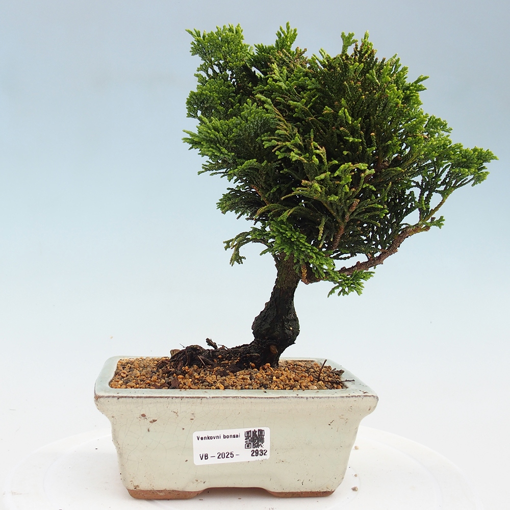 Outdoor-Bonsai - Cham.pis obtusa Nana Gracilis - Zypresse