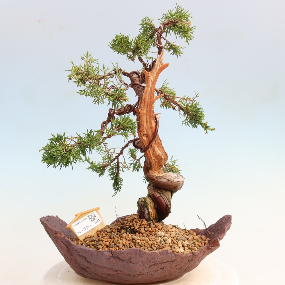 Bonsai für draußen - Juniperus chinensis Itoigawa-Juniperus chinensis