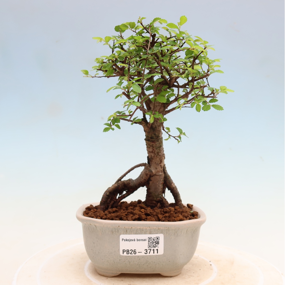 Zimmerbonsai - Ulmus parvifolia - Kleinblättrige Ulme