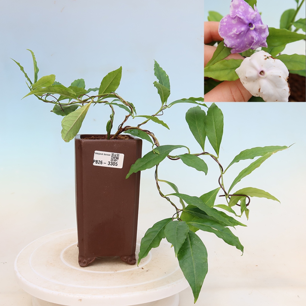 Zimmerbonsai – Costa-Jasmin – Brunfelsia