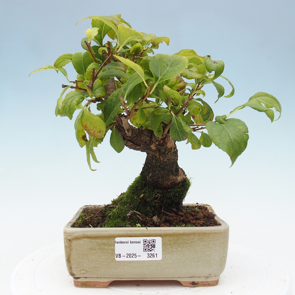 Outdoor-Bonsai - Celastrus Jesenec