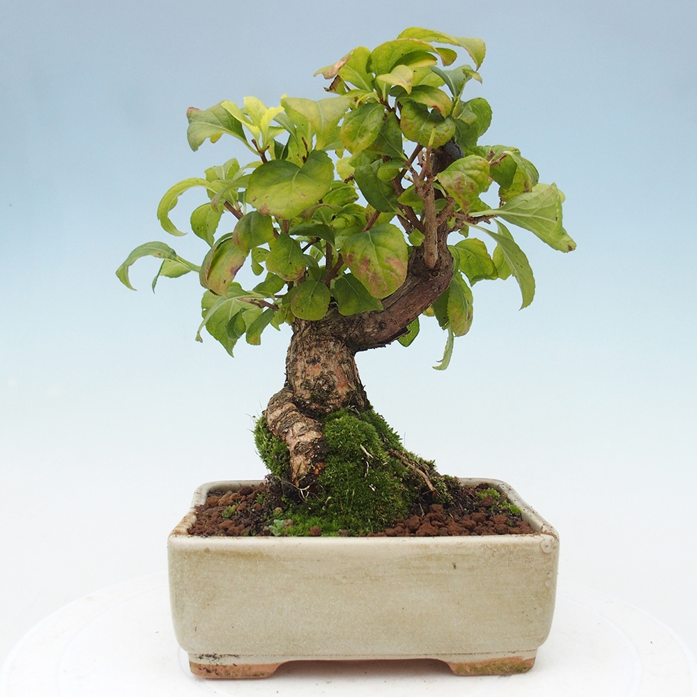 Outdoor-Bonsai - Celastrus Jesenec