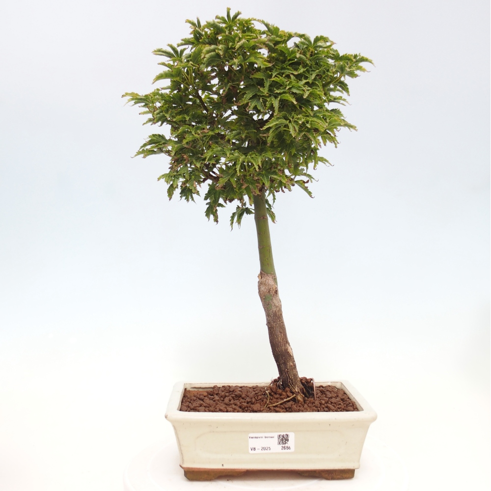 Bonsai im Freien - Acer palmatum Shishigashira-Ahorn