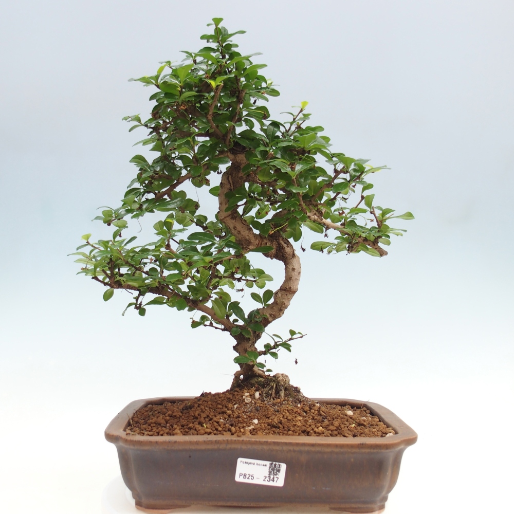 Zimmer Bonsai - Carmona macrophylla - Tea Fuki