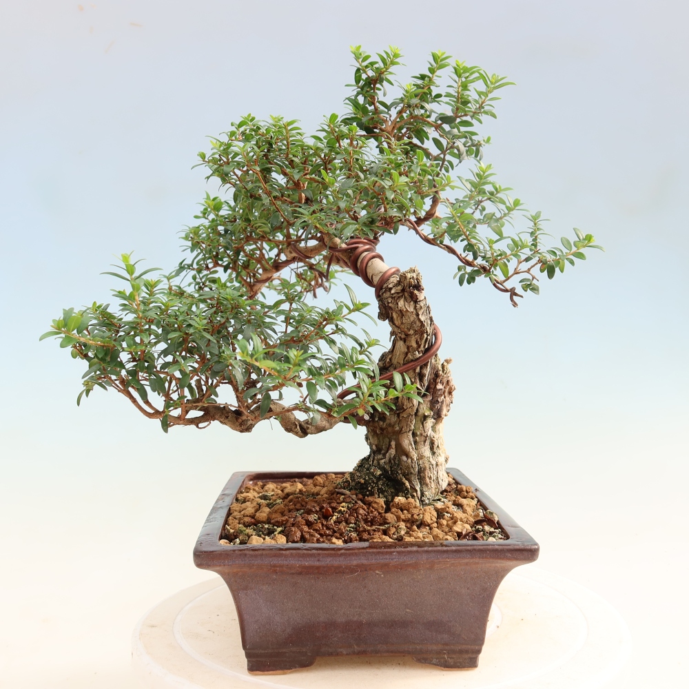 Zimmer Bonsai - Myrtus communis - Myrte