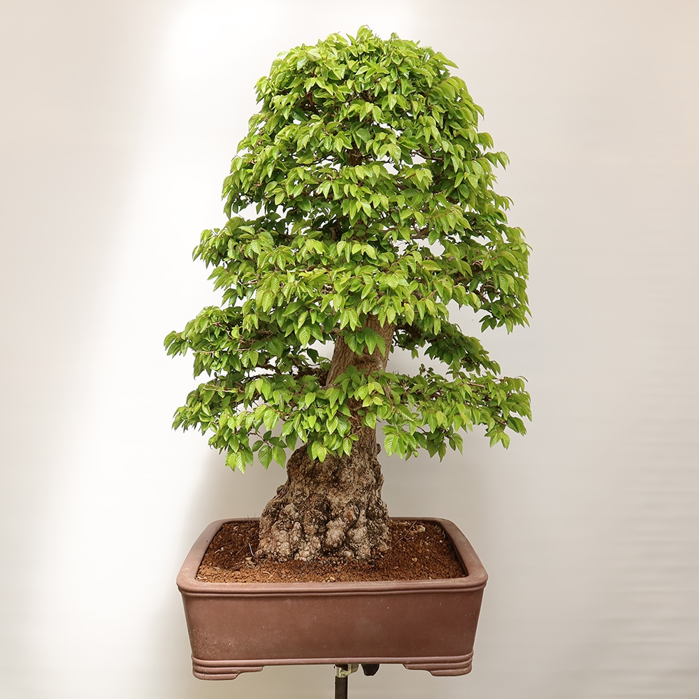 Bonsai im Freien - Carpinus Coreana - Koreanische Hainbuche