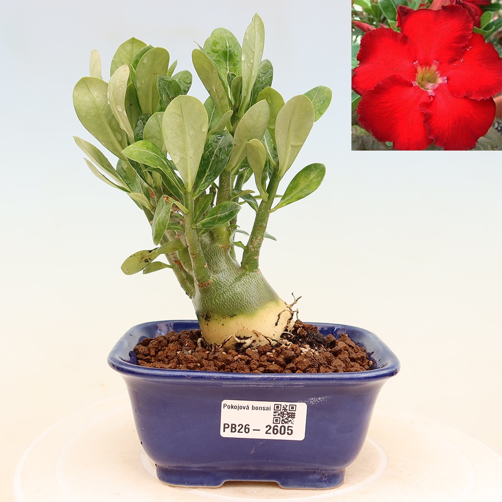 Zimmerbonsai – Adenium obesum „Red Star“ – Wüstenrose