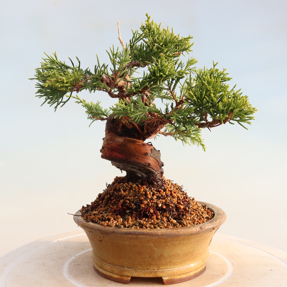 Outdoor bonsai - Juniperus chinensis Itoigawa - Chinese juniper