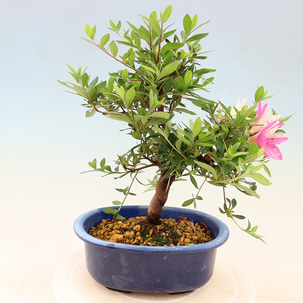 Bonsai für draußen - Japanische Azalee - Azalee Hand