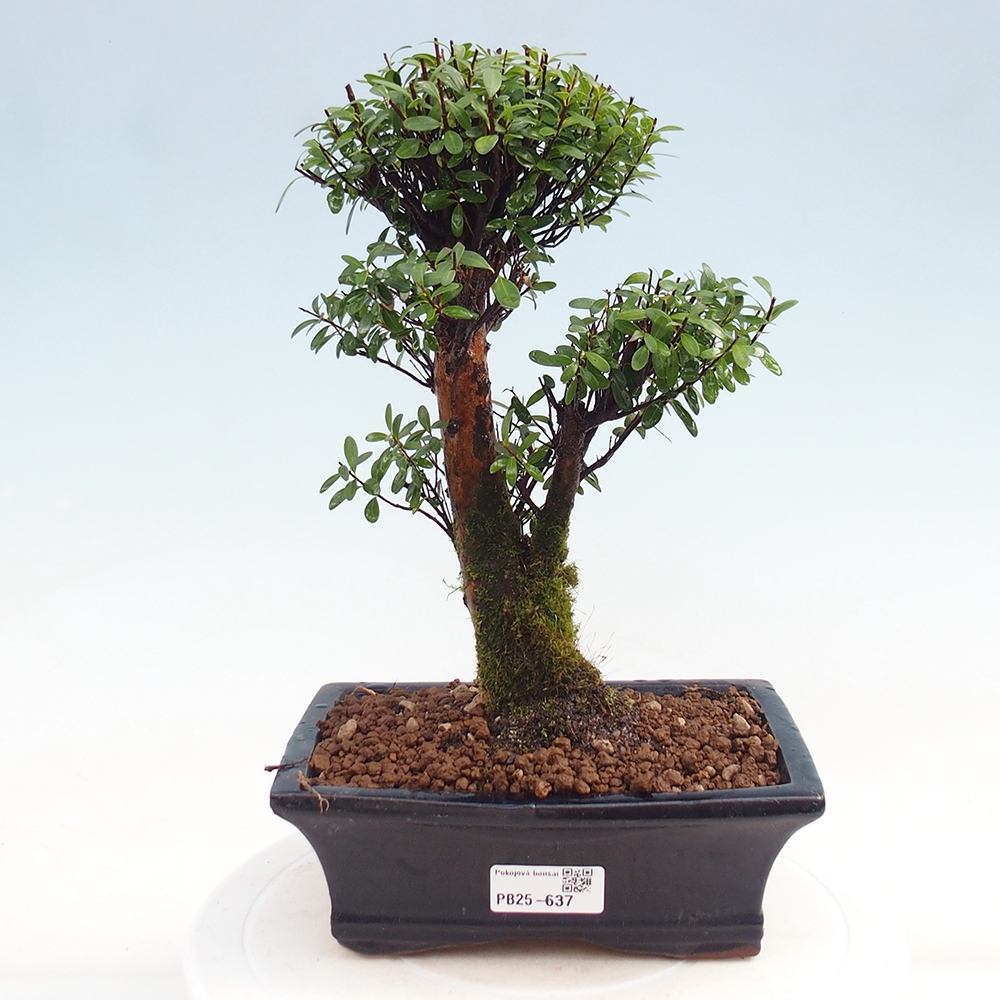 Zimmer Bonsai - Syzygium - Pimentovník
