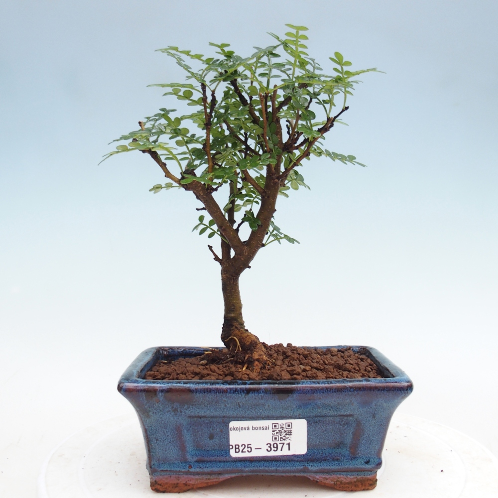 Zimmer Bonsai - Zantoxylum piperitum - Pfefferbaum