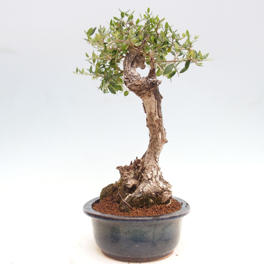 Indoor-Bonsai - Olea europaea sylvestris - Europäisches kleinblättriges Olivenöl