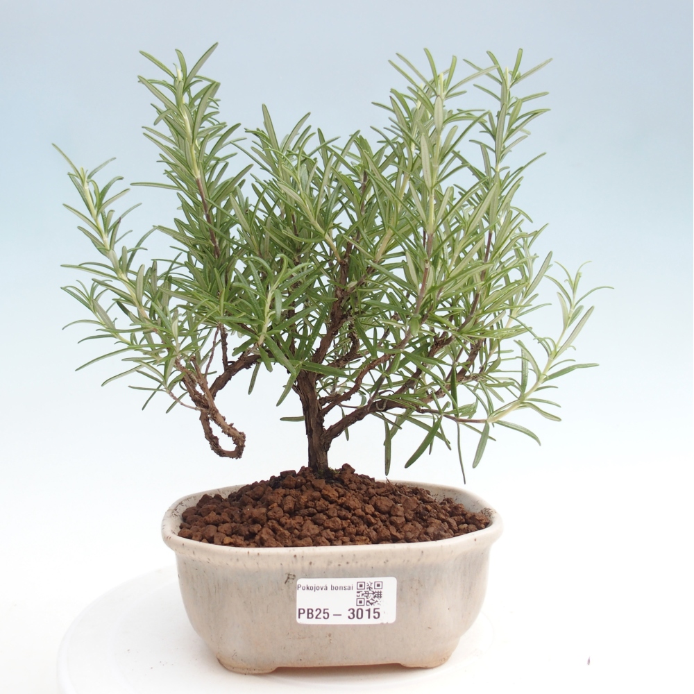 Zimmerbonsai - Rosmarin-Rosmarinus officinalis