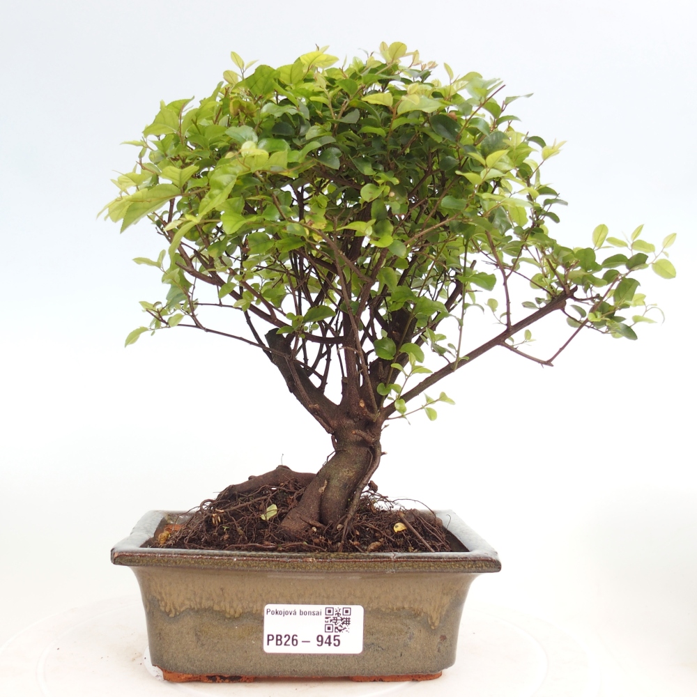 Zimmer Bonsai - Sageretia thea - Sageretia thea